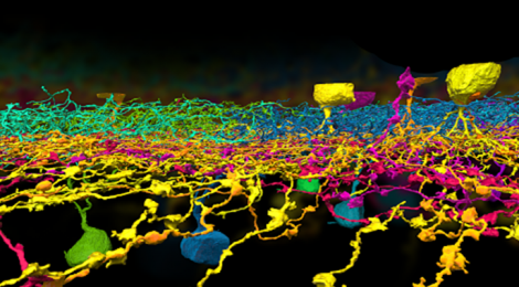 Entra en el equipo de neurocientíficos del MIT a través de un videojuego
